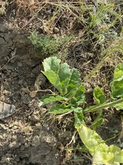 Pastinaca clausii