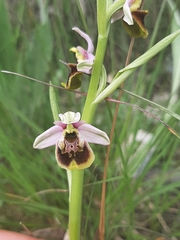 Ophrys fuciflora elatior