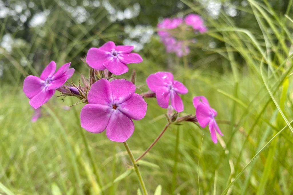 prairie phlox from Victoria Glades Conservation Area, De Soto, MO, US ...