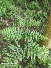 Pteridium aquilinum