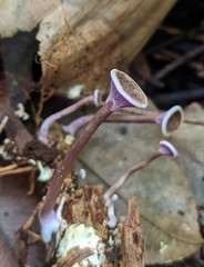 Trogia cantharelloides