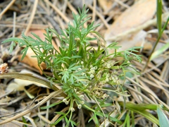 Selinum carvifolia