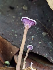 Trogia cantharelloides