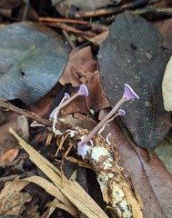 Trogia cantharelloides