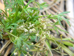 Selinum carvifolia