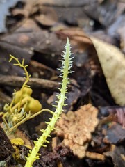 Penicilliopsis clavariiformis