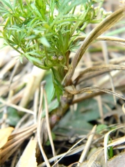 Selinum carvifolia