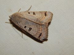 Ophiusa cancellata