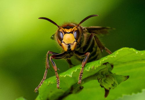 European hornet