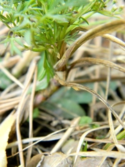 Selinum carvifolia