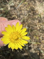 Tragopogon undulatus