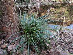 Carex morrowii