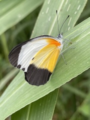 Mylothris chloris chloris
