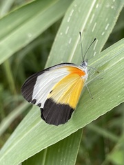 Mylothris chloris chloris