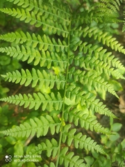 Pteridium aquilinum