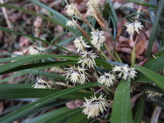 Carex morrowii