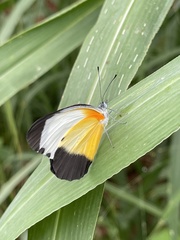 Mylothris chloris chloris