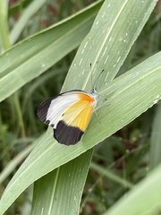 Mylothris chloris chloris