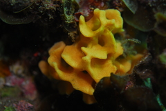 Holopsamma laminaefavosa