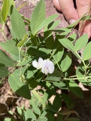 Lathyrus lanszwertii