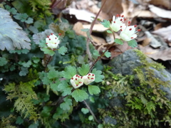 Chrysosplenium album stamineum