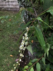 Prunus serotina salicifolia