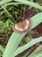 Junonia terea terea