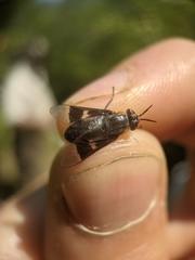 Chrysops cincticornis