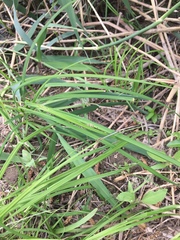 Platycnemis pennipes