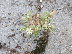 Sedum hispanicum