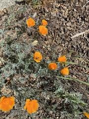 Eschscholzia californica