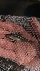 Notropis dorsalis