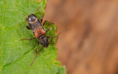 Phymatodes alni