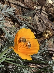 Apis mellifera