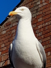 Larus argentatus
