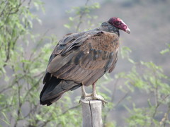 Cathartes aura