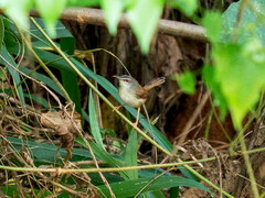Prinia rufescens