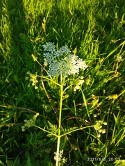 Anthriscus sylvestris