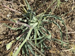 Tragopogon undulatus