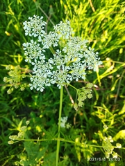 Anthriscus sylvestris