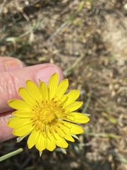 Tragopogon undulatus