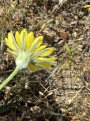 Tragopogon undulatus