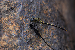 Austrogomphus collaris
