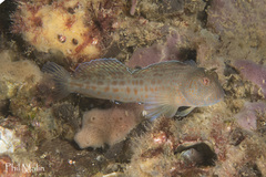 Parablennius intermedius