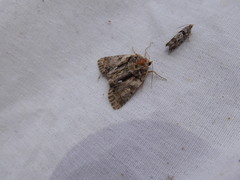 Chytonix