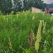 photo of Prairie Junegrass (Koeleria macrantha)