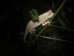 Rieppeleon kerstenii