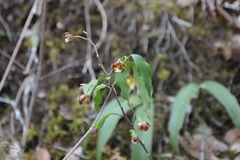 Prosthechea varicosa