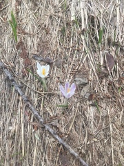 Crocus vernus
