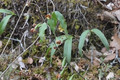 Prosthechea varicosa